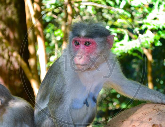 An image of a female monkey