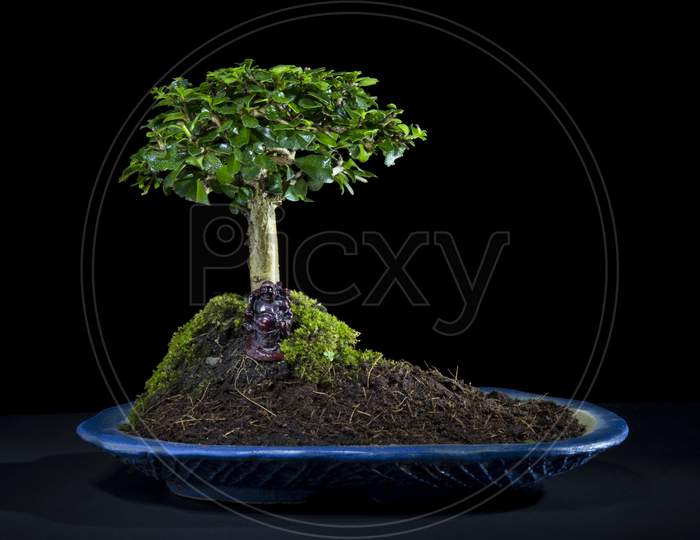 bonsai tree on a table