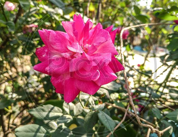 Pink rose flower outdoor image