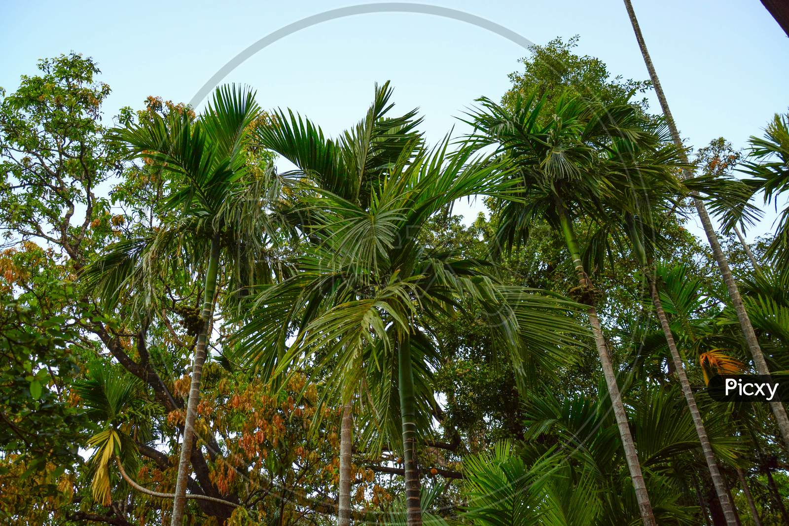 Betel Nut Trees, Karde beach, Dapoli, Konkan, Maharashtra, India,