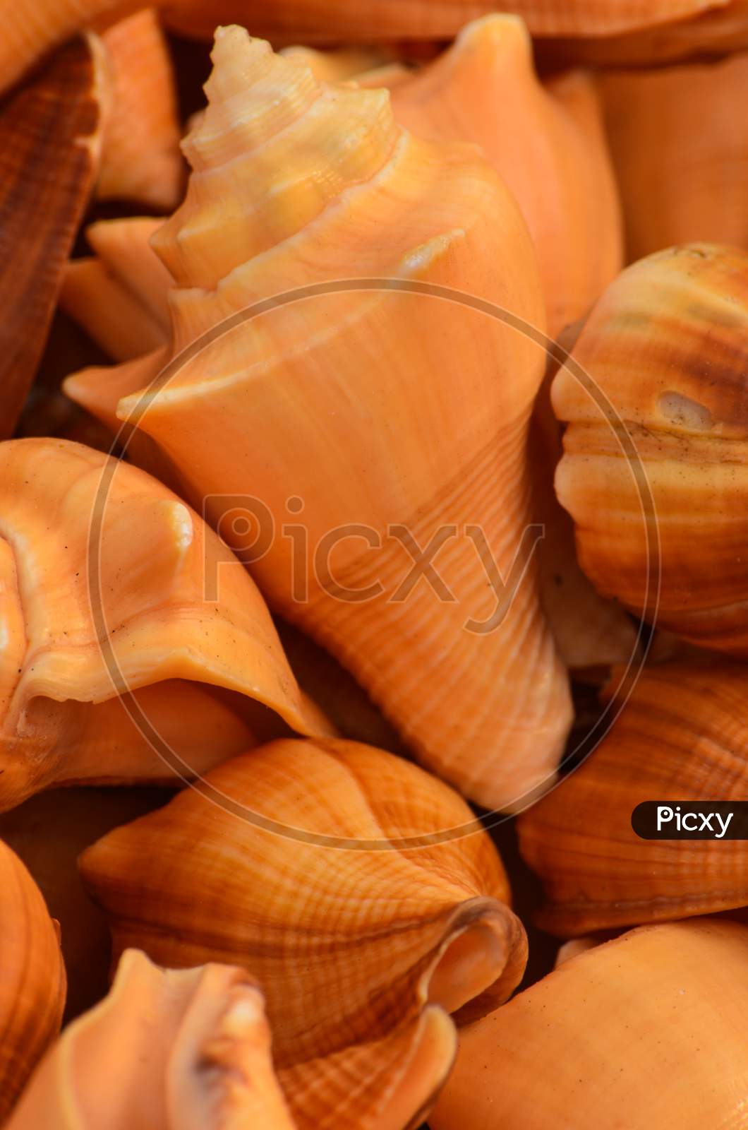 close up of orange seashell background