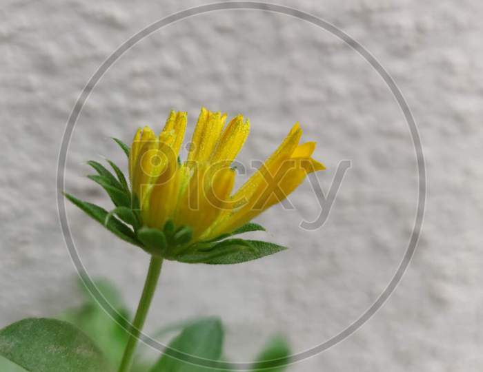 An adolescent flower