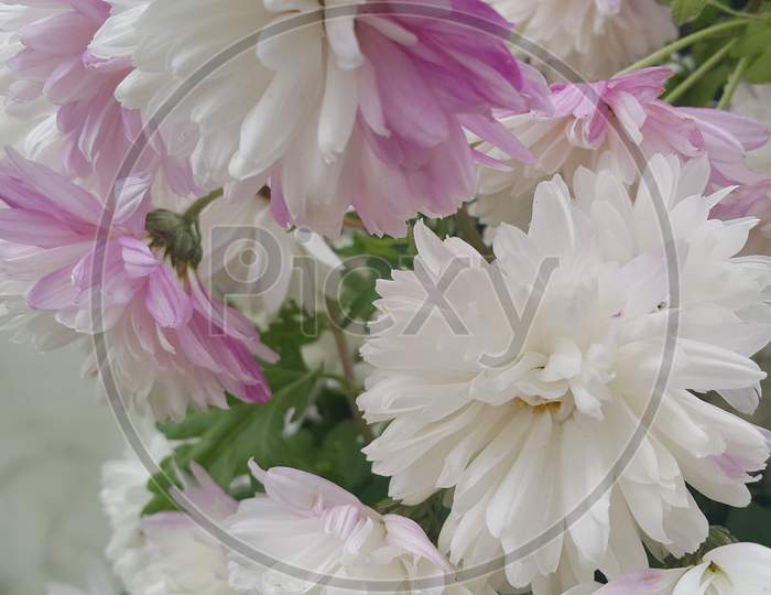 Lovely Fresh White Flower With Purplish Petals