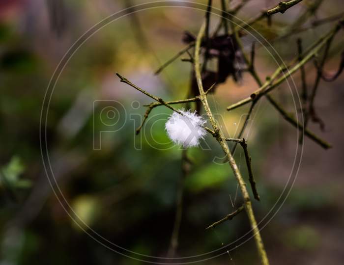 A Small White Feather Stuck In A Plant (Edited)