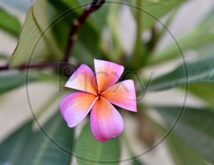 #Frangipani flower # Plumeria