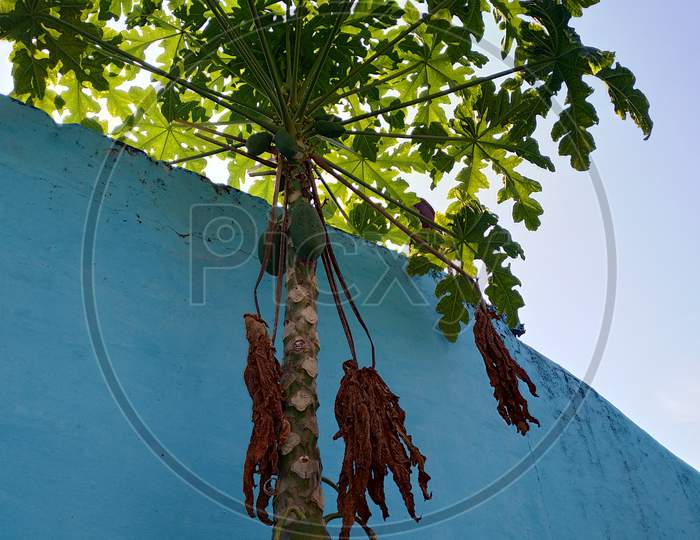 Papay tree outdoor garden image
