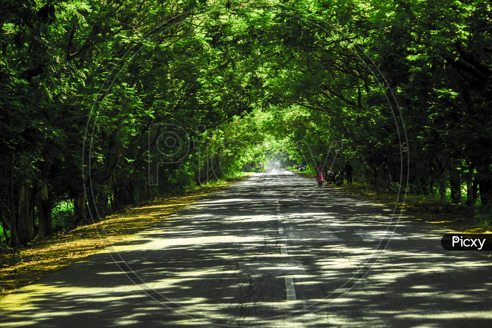 Canopy Of Green Trees  Over a Rural Village Roads With Asphalt Road Lines