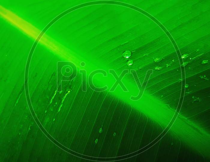 Green Leaf Venation Closeup Photo
