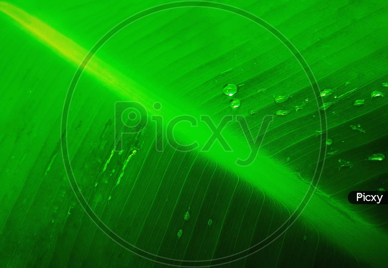 Green Leaf Venation Closeup Photo