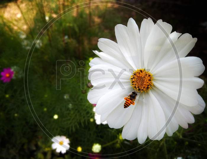 Honey Bee On Flower Close Up Macro