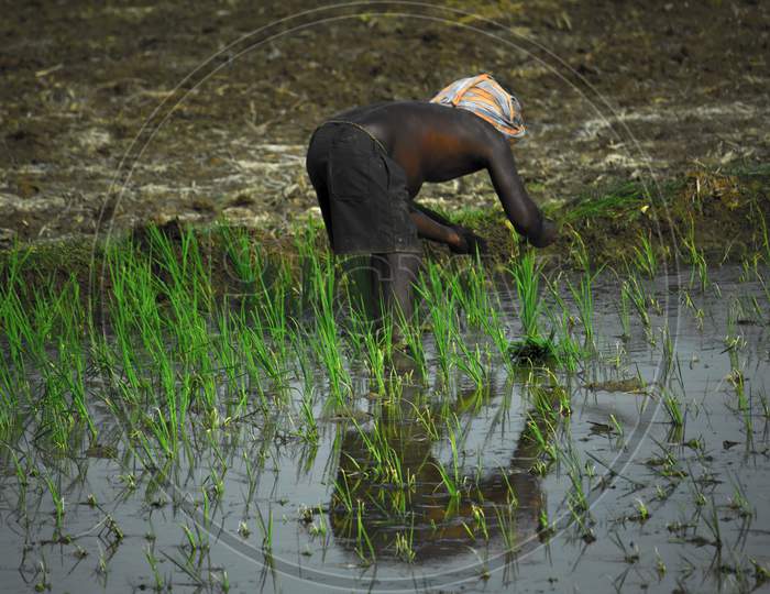 A Farmer Planting Paddy Saplings In Paddy Agricultural Field