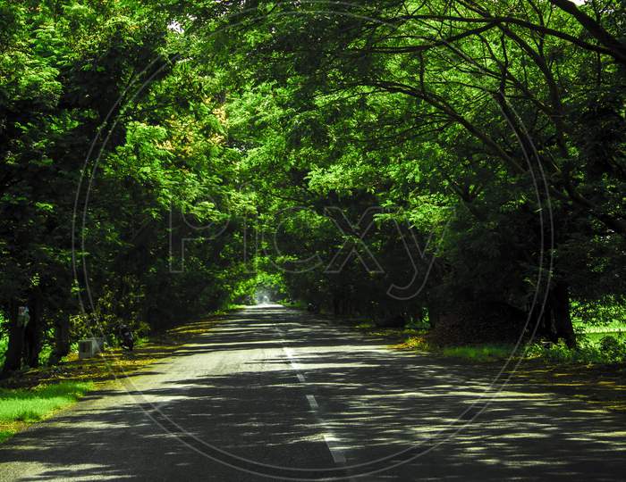 Canopy Of Green Trees  Over a Rural Village Roads With Asphalt Road Lines