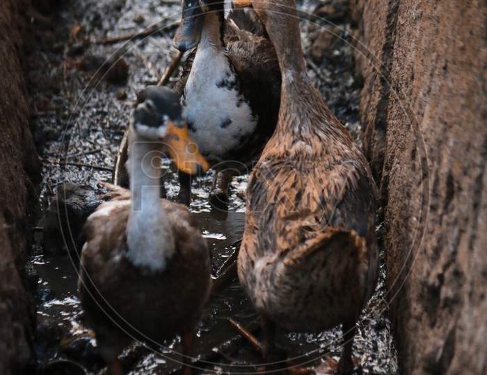 Ducks In an Drainage Channel