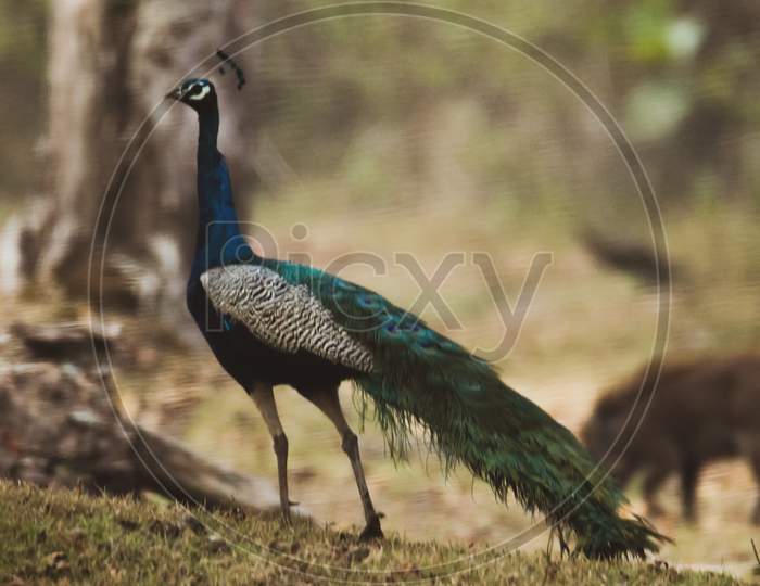 Be like a Peacock & Dance with all of your beauty
