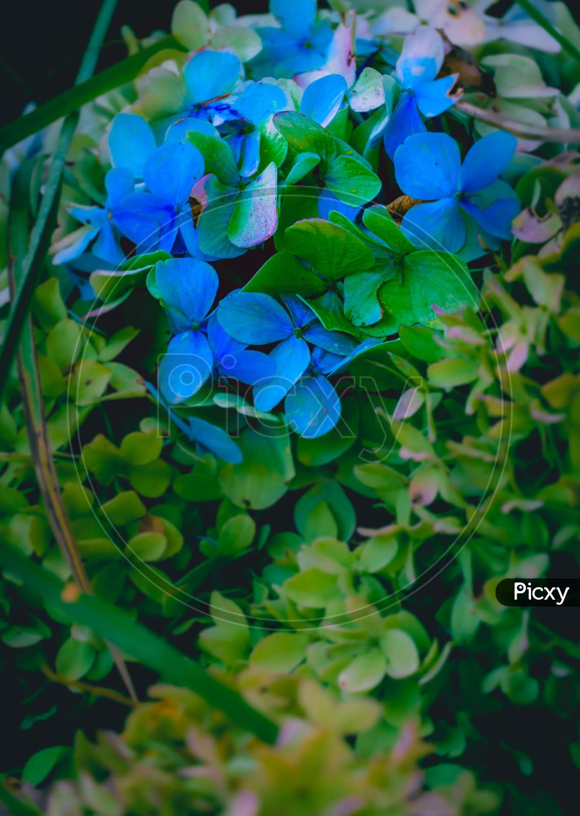 Blue Flowers Blooming On Plant