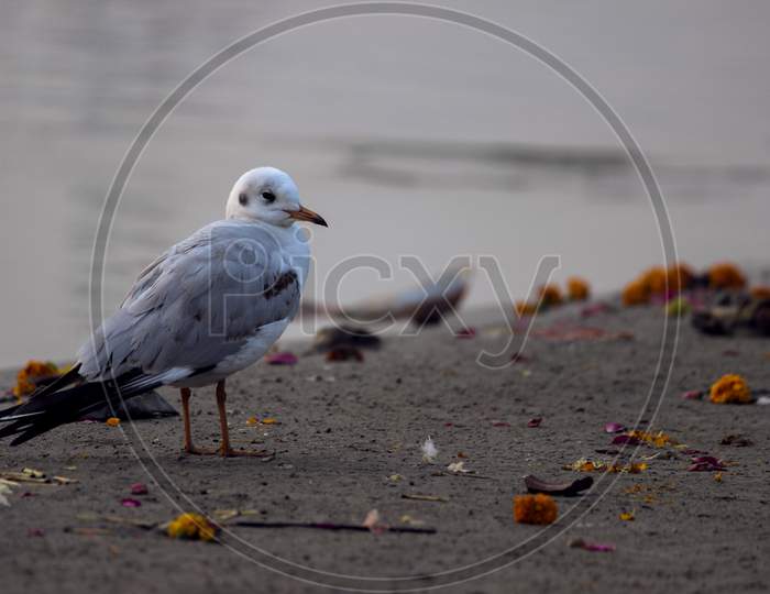 Seabird Or Gull On an Lake Bank