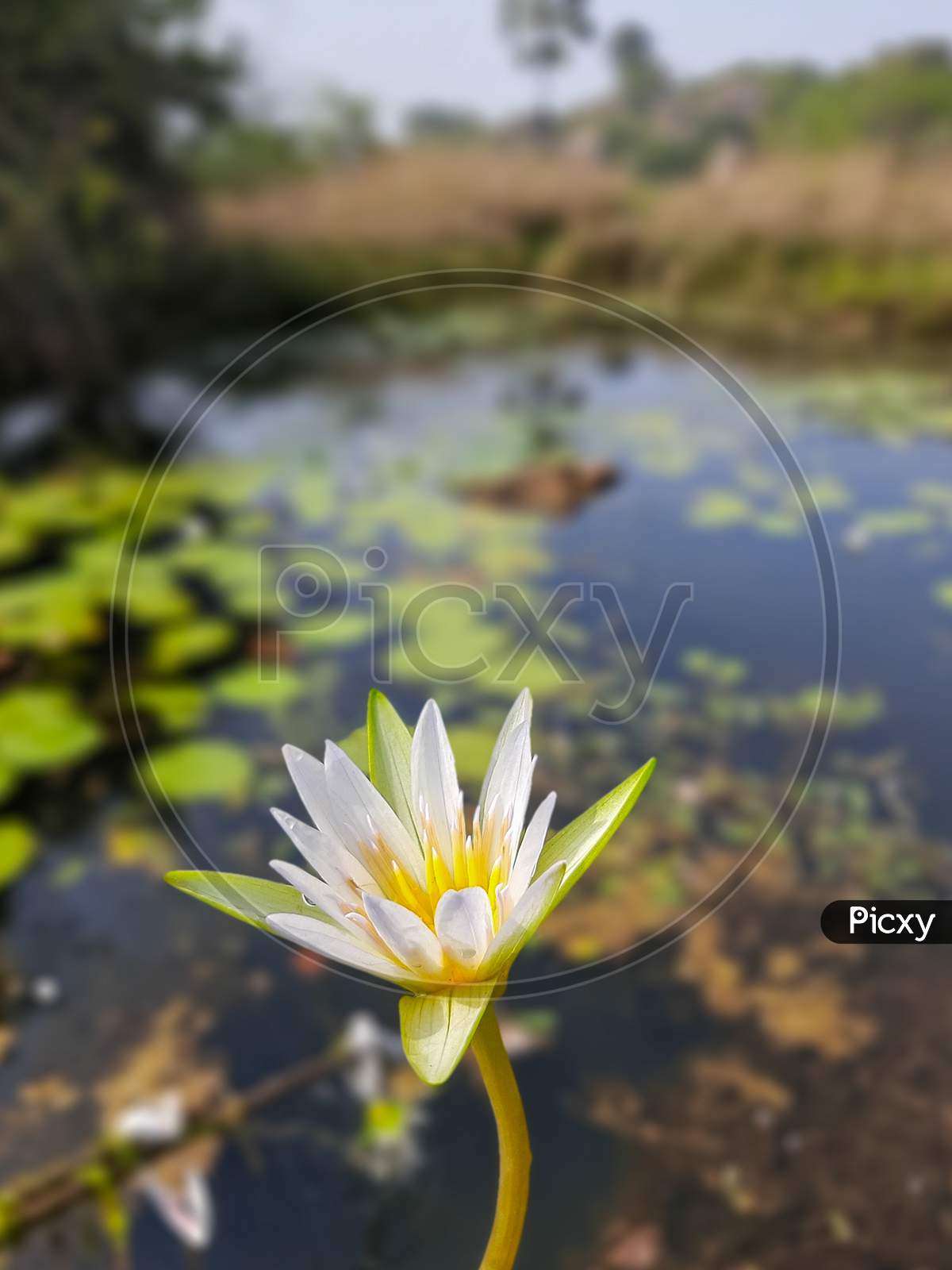 White Lotus Flower Blooming in Pond