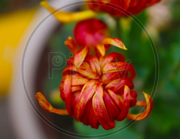 Dahila Flower closeup view in garden