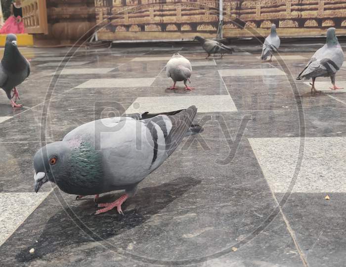 Pigeon eating food