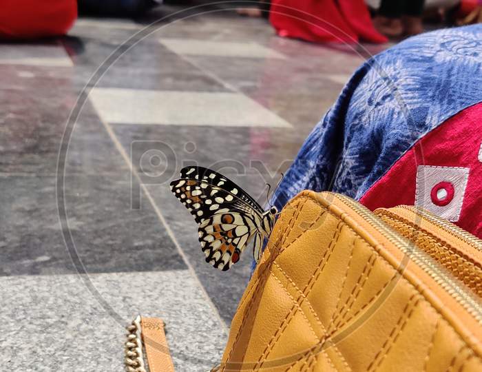 Butterfly on a Bag