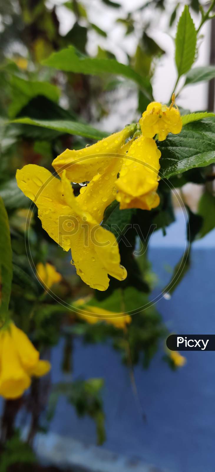 Dew Drops on Yellow Flower