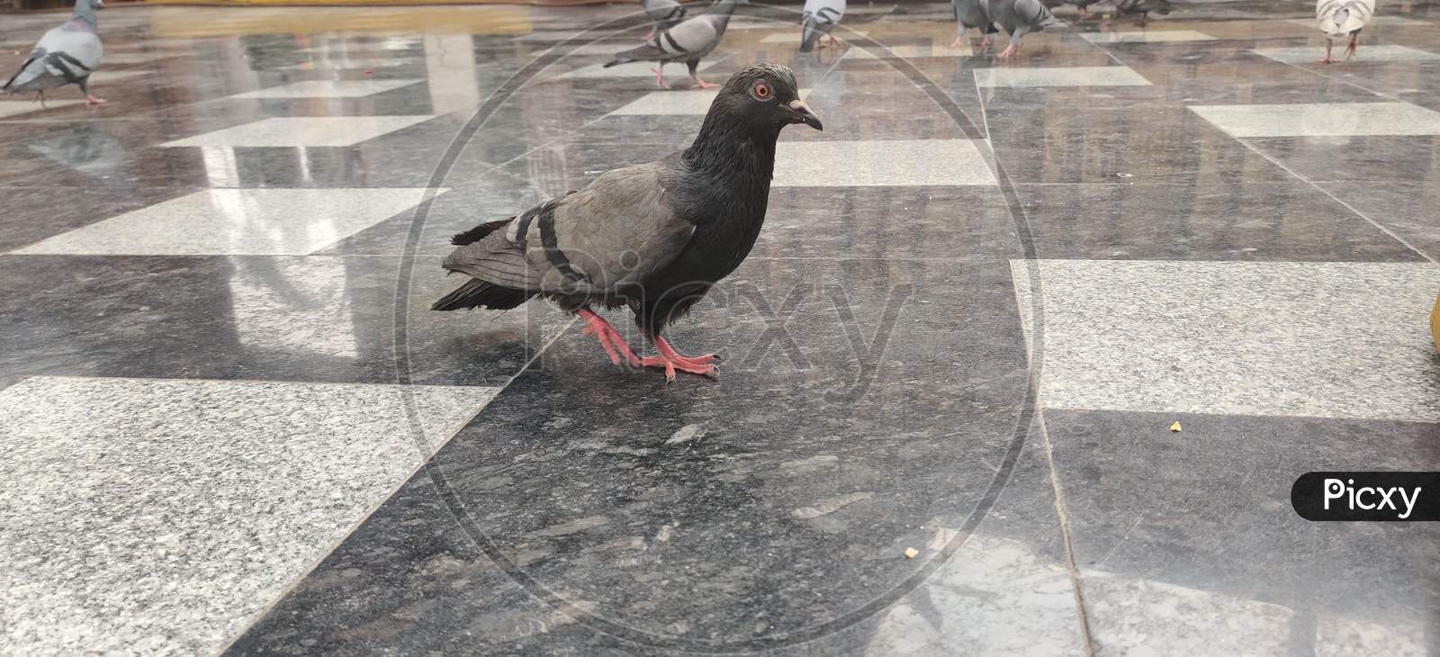 Pigeon in temple