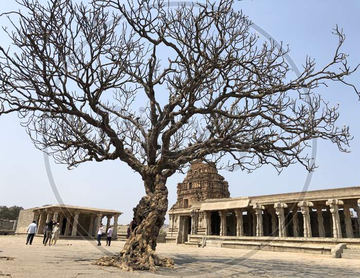 Dried Leafless Tree At Vittala Temple Permises ,Hampi