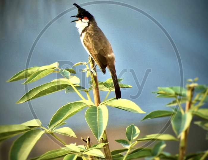 Red whisked bulbul
