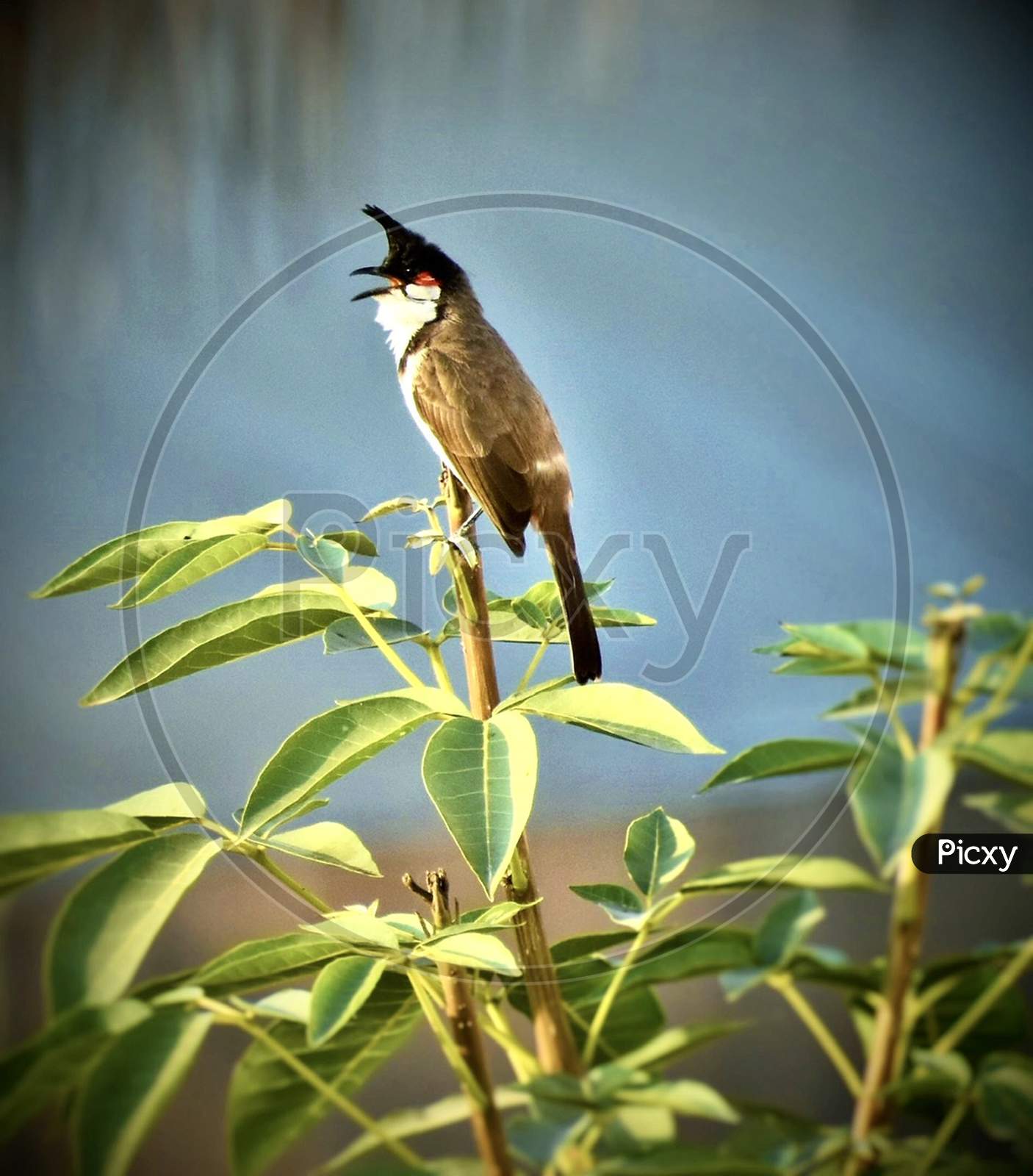 Red whisked bulbul
