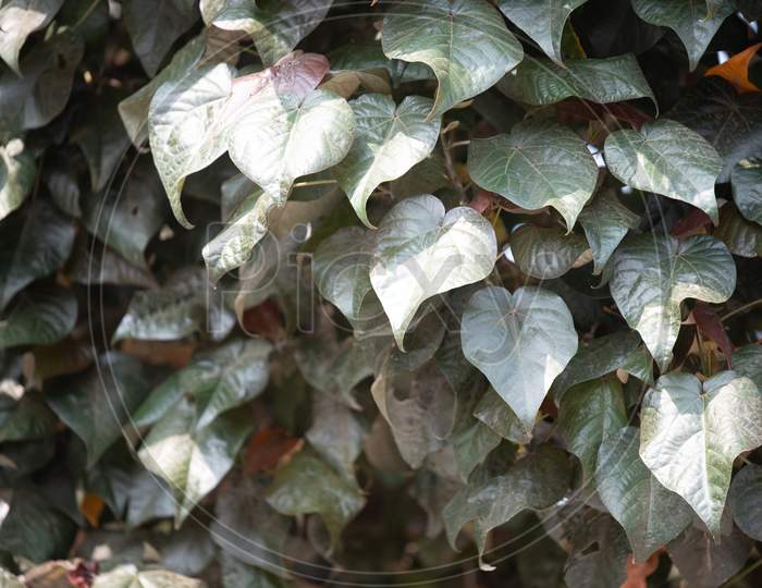 Heart shaped Leaves Of  a Plant 