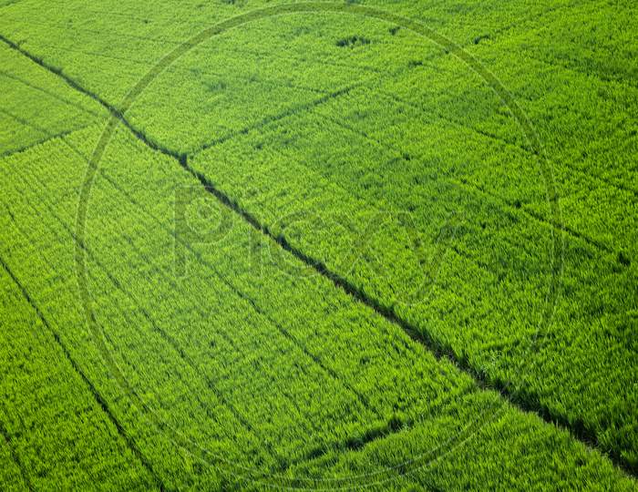 Patterns of plantations of green fields