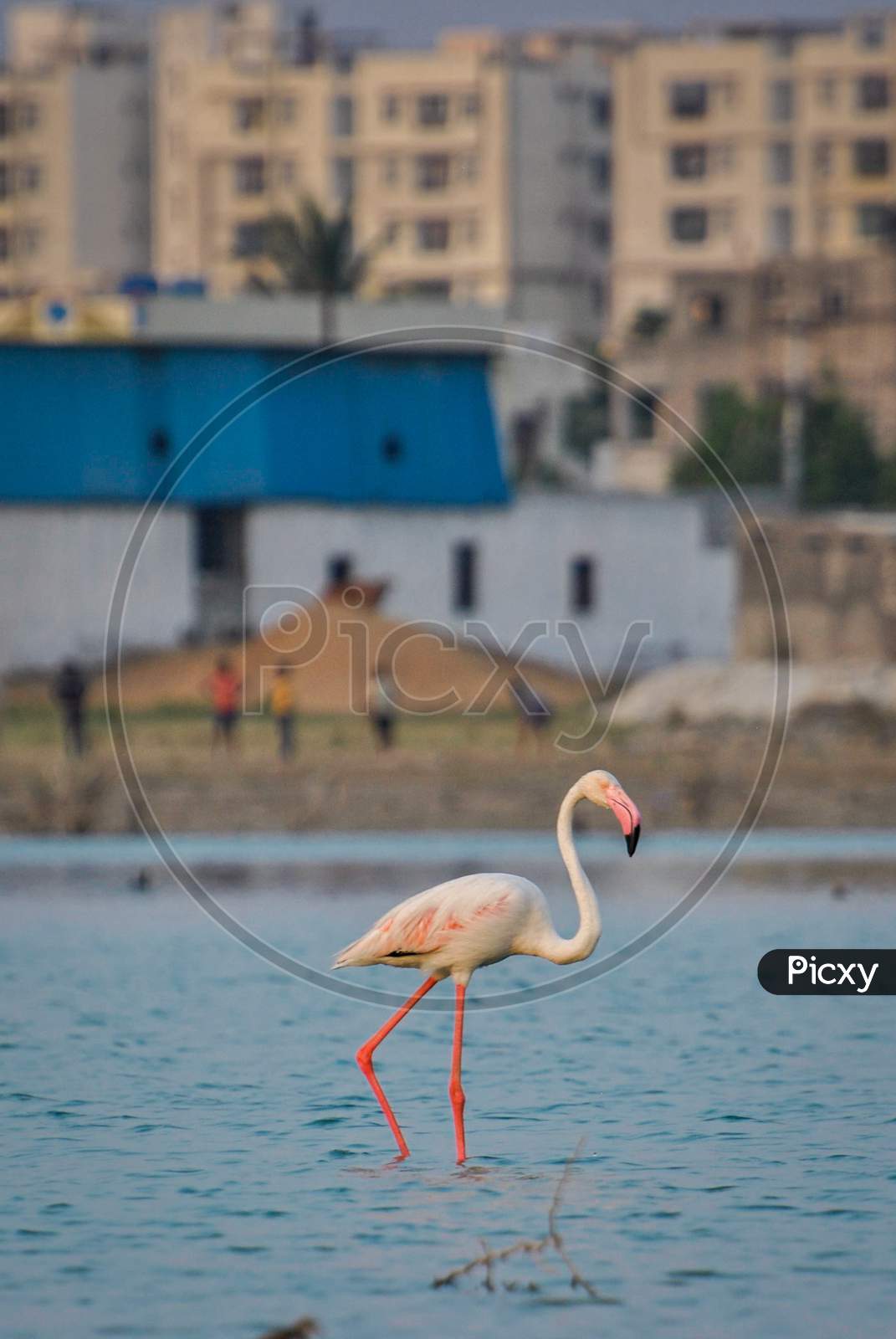 A Greater flamingo