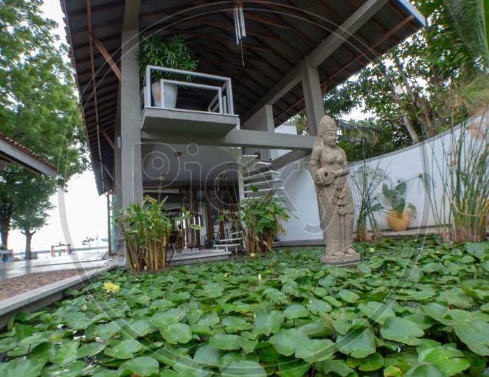 Lotus Plants At a Pond In  Ridhira  Retreat Resort, Hyderabad