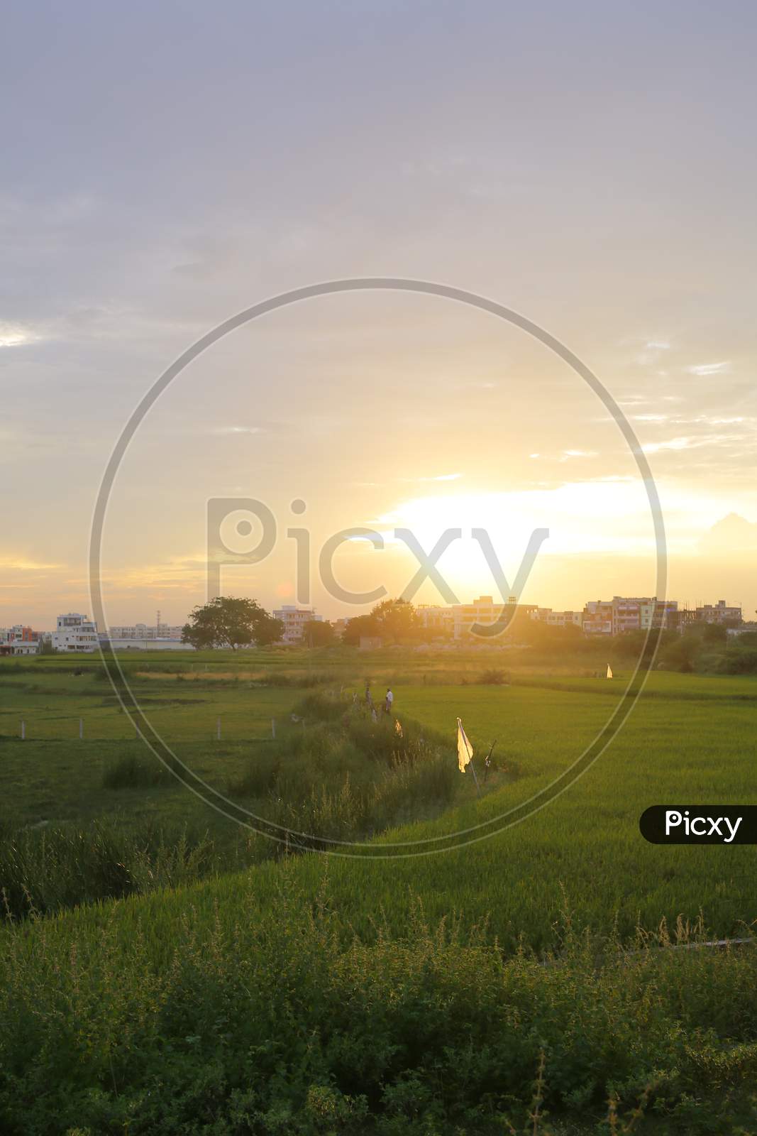 Green Paddy Fields With Sunset Sky