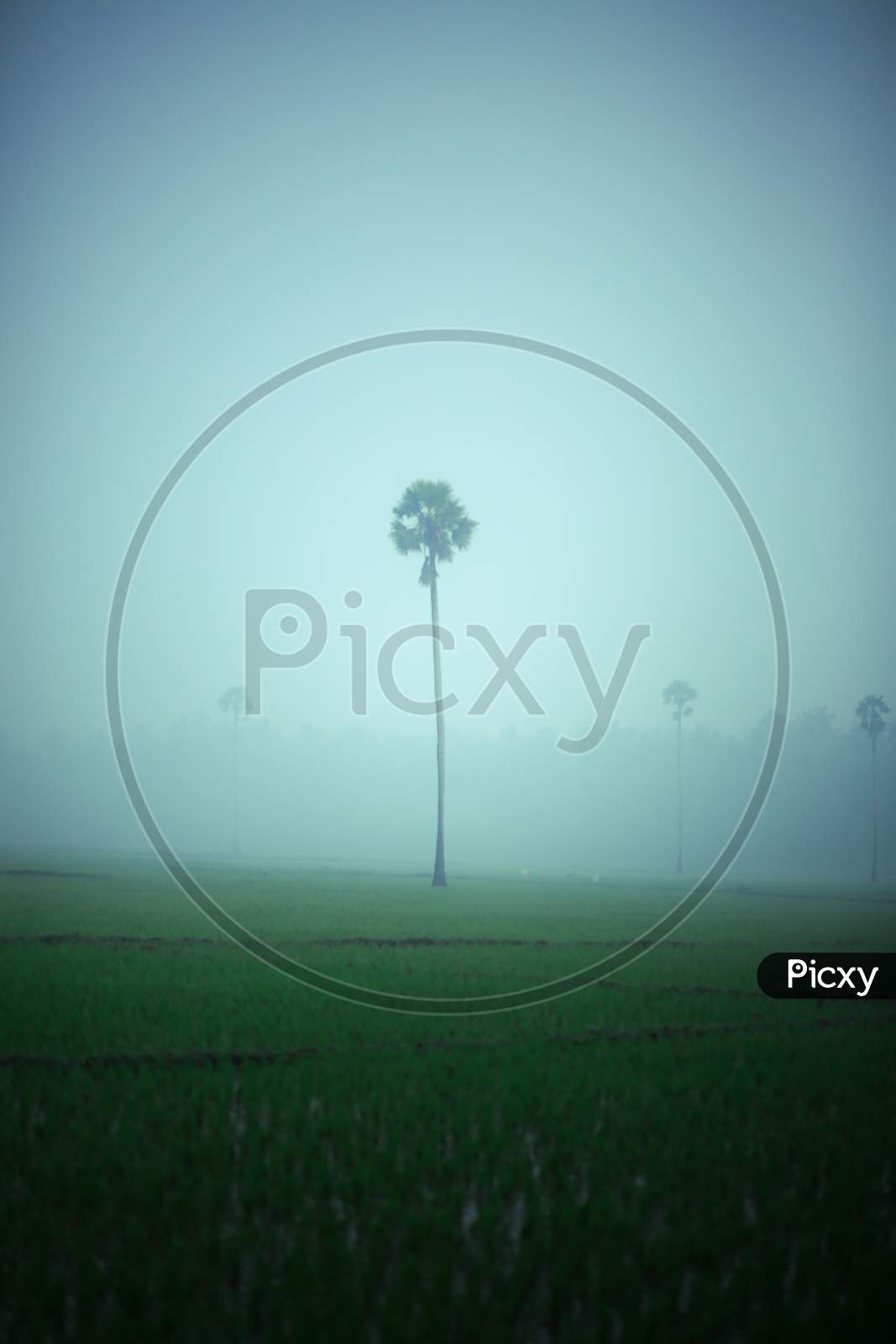 View of a palm tree covered in fog