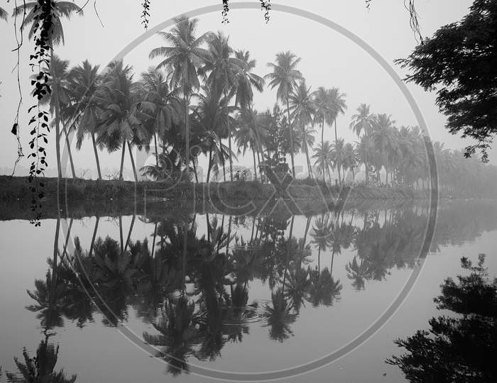 Reflection of coconut trees in the pond water