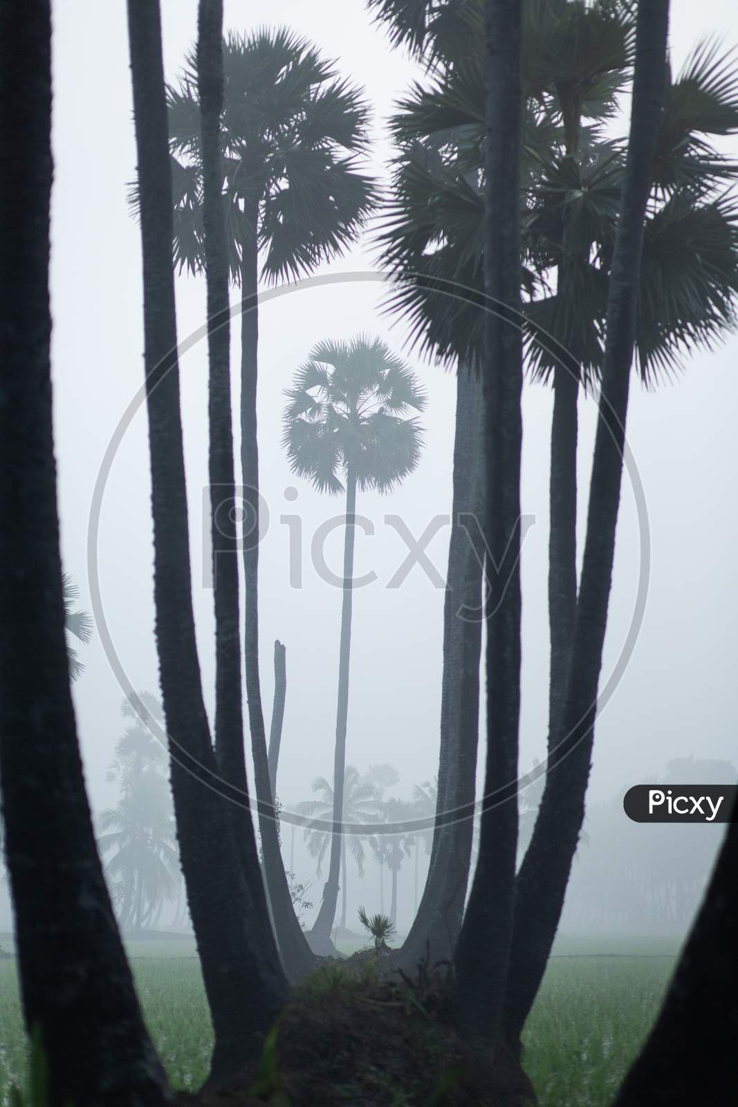 View of palm trees during foggy morning