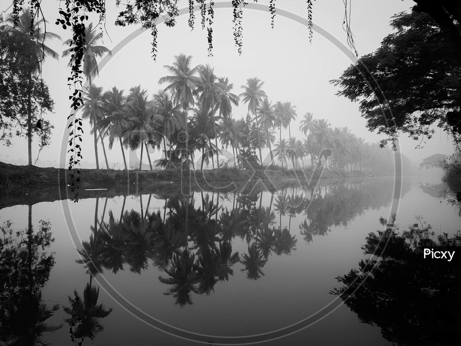 Reflection of Coconut trees in the water during foggy morning
