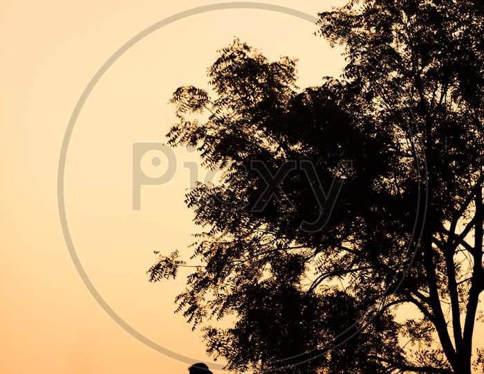 Silhouette of Indian Man kissing Girl's hand during sunset