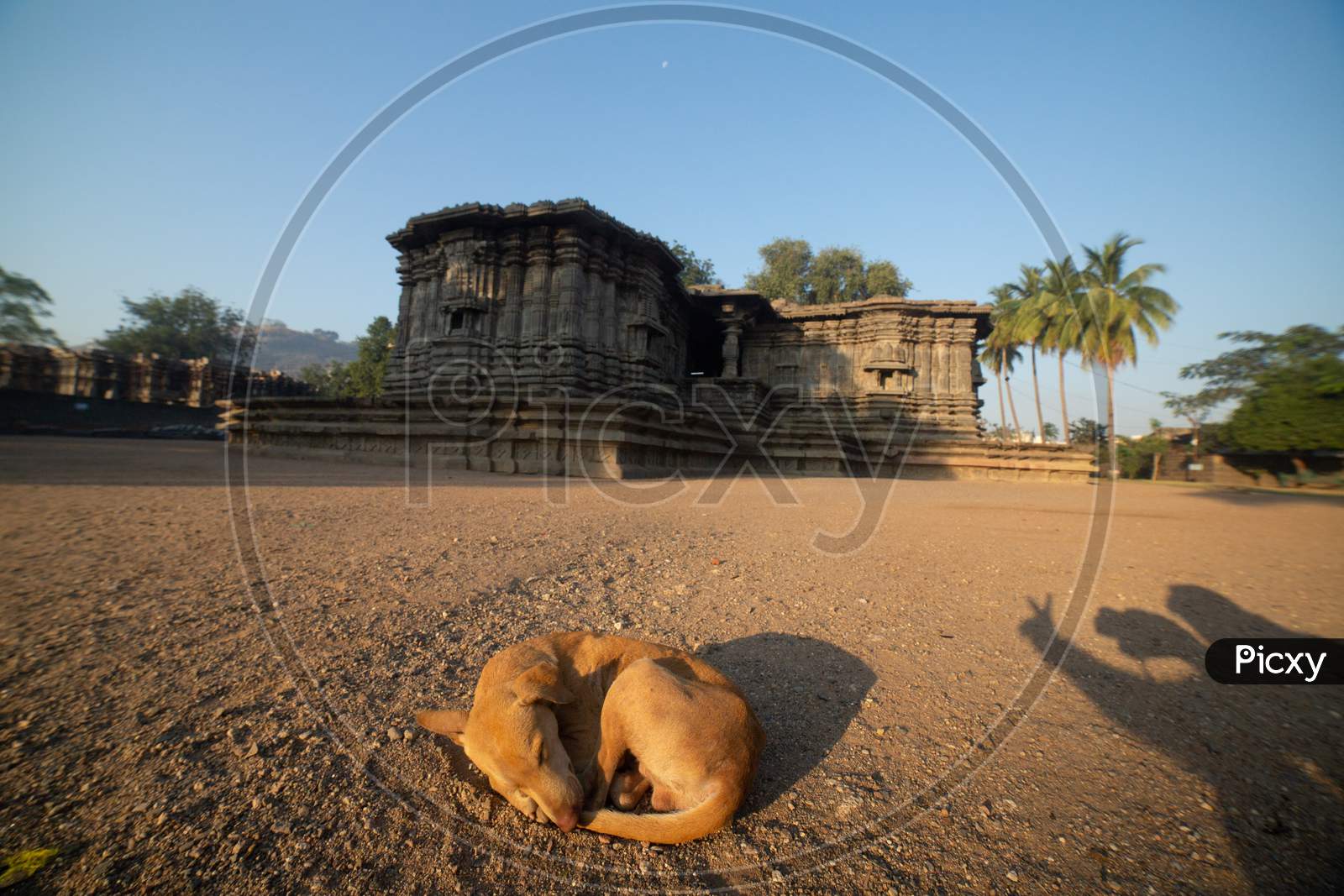 A Stray dog sleeping by the Thousand Pillar Temple, Warangal