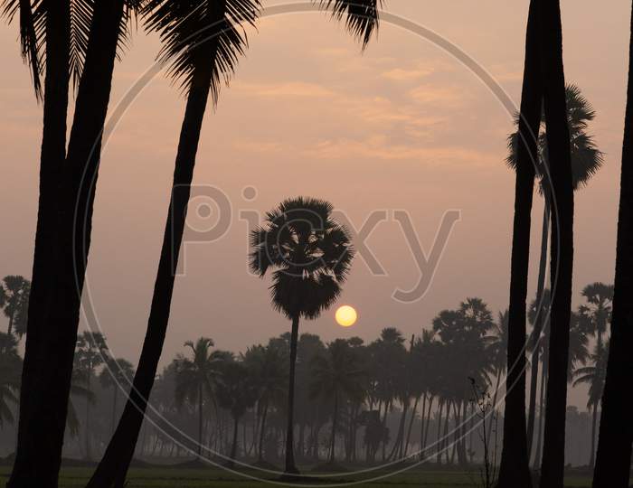 A Palakollu Sunrise by the coconut trees