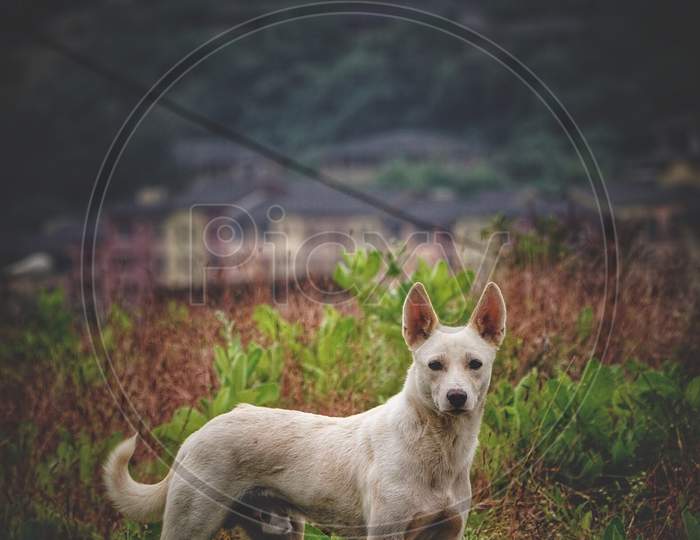 A Dog In an Agricultural Field