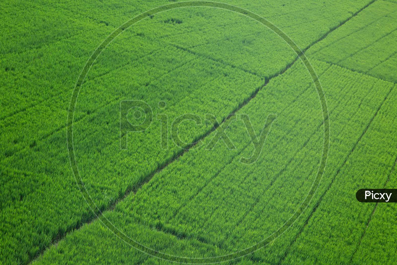 Aerial view of paddy fields during morning