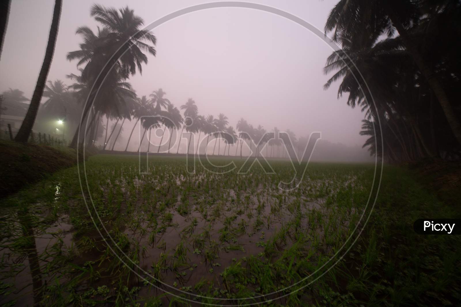 Landscape of paddy fields in Palakollu during heavy fog