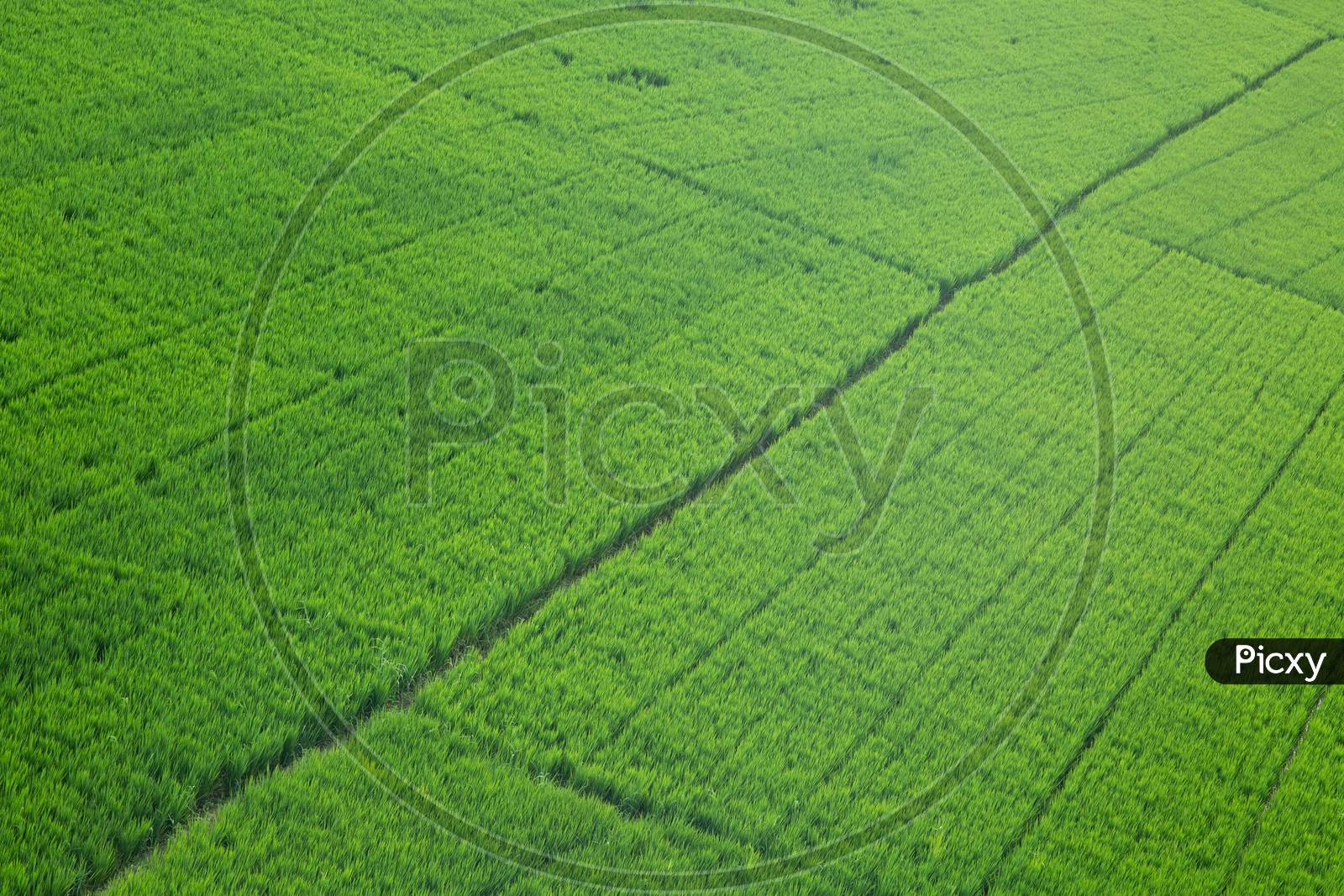 Aerial view of green field patterns