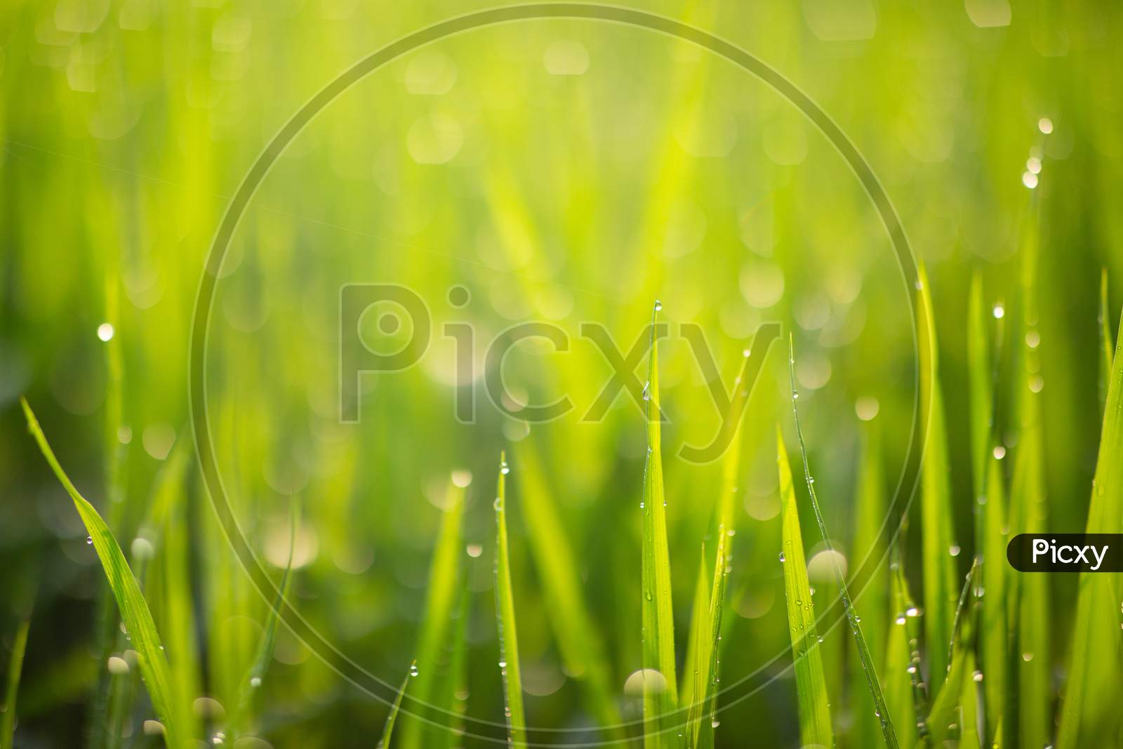 Close up of Dew Drops