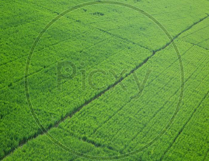 Aerial view of green field patterns