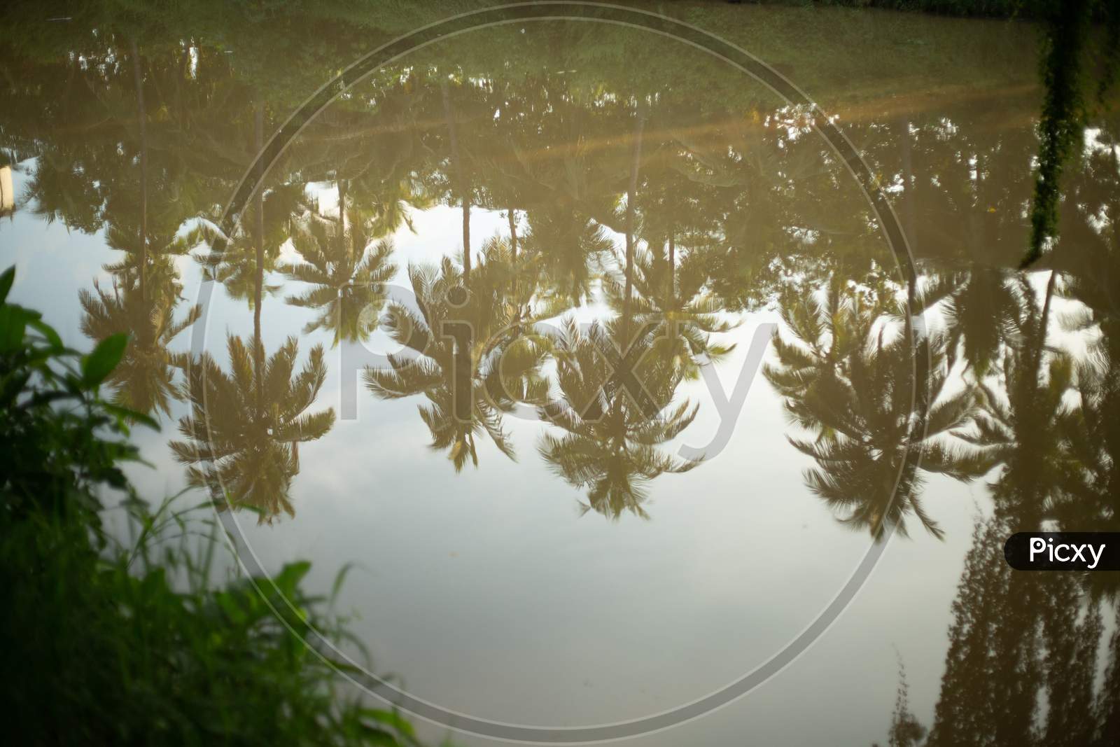 Reflection of coconut trees in the pond water