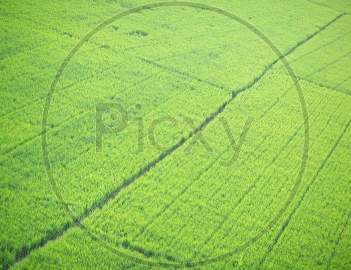Aerial view of Patterns of crops