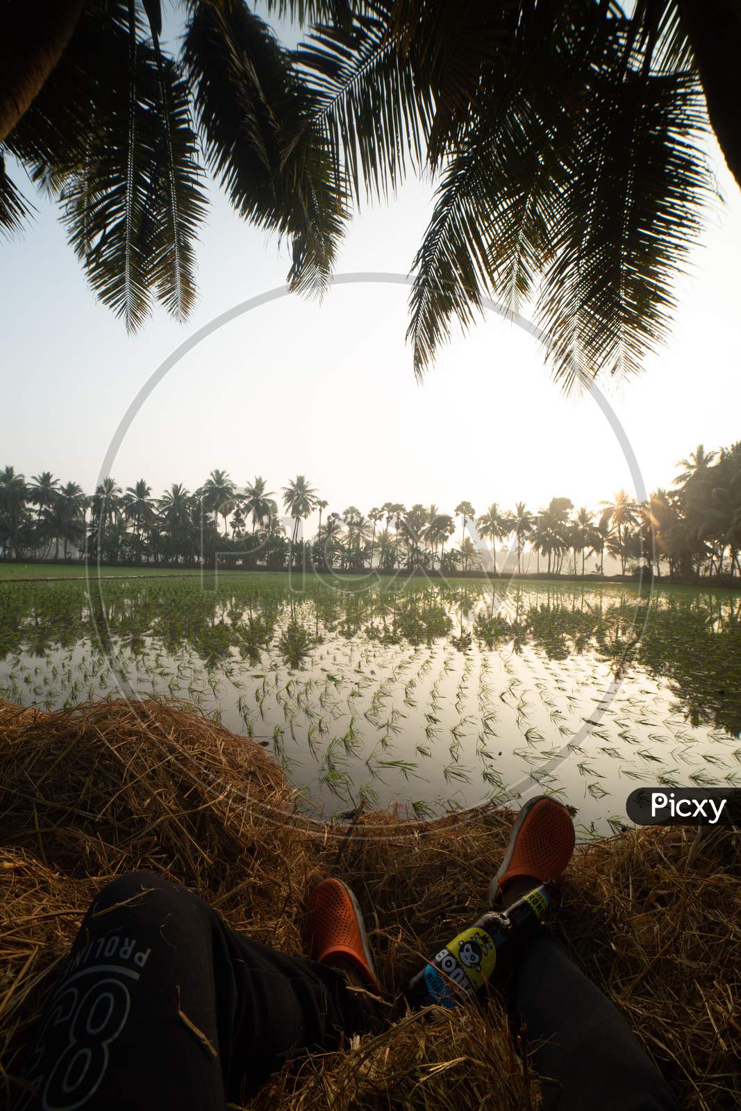 Indian man enjoying the sunrise by the paddy fields